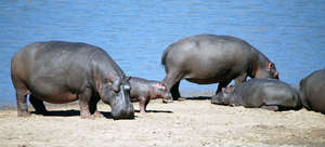 Hippos frequent Shire River that runs thru park