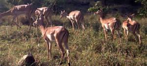 Duikers are important to predator-prey balance.