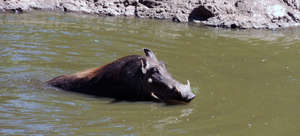 A warthog cools off.