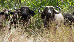 Buffalo
