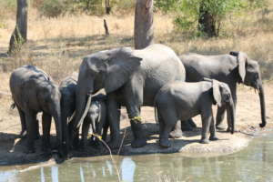 A herd of elephants at a watering hole