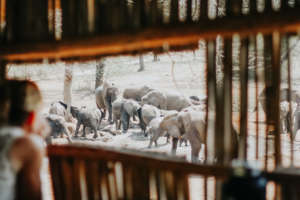 Observing elephants from a watering hole blind