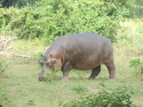 Hippo