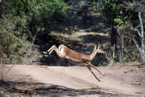 A young impala dashes across the road