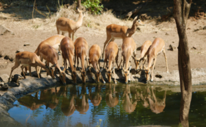 Impala