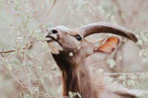 A kudu forages on leaves