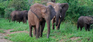 Elephant herd in the reserve