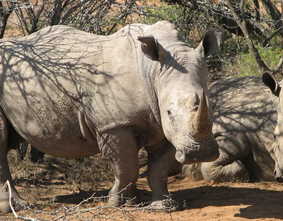 Protecting Elephants and Rhinos in Malawi