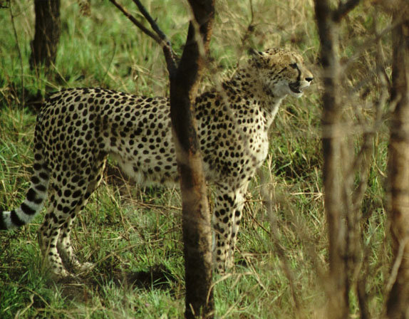 Protecting Elephants and Rhinos in Malawi