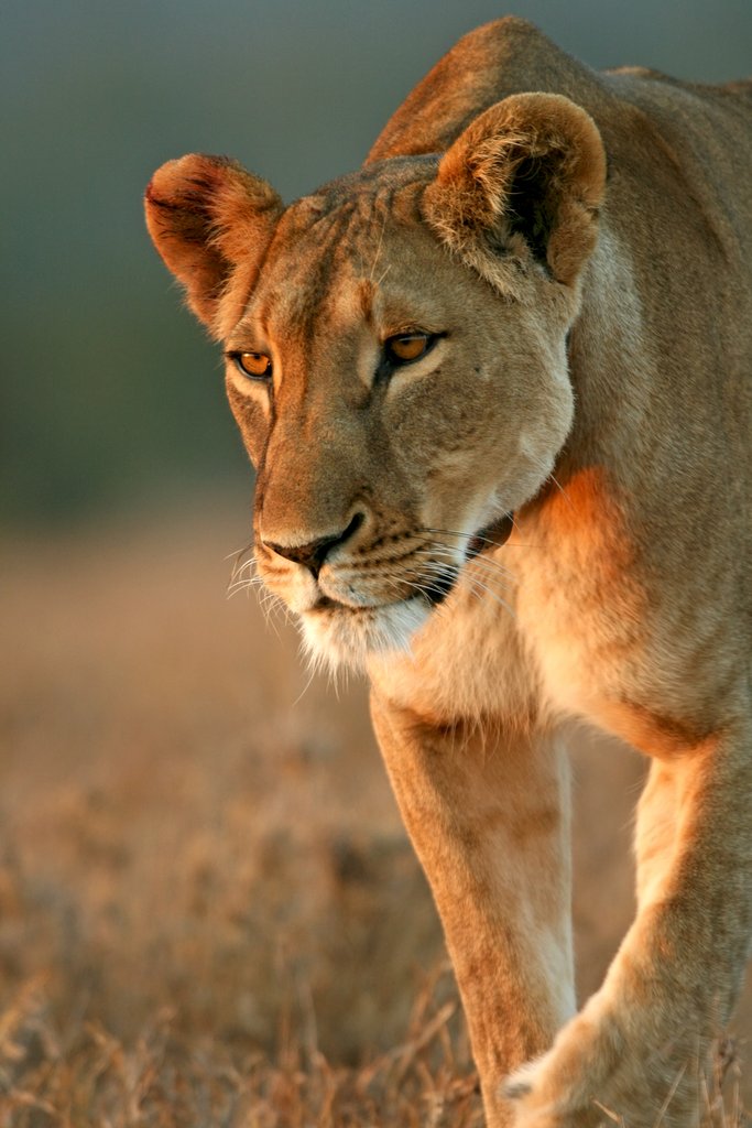 Protecting Elephants and Rhinos in Malawi