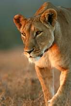 Majete Wildlife - Lion