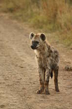 Majete Wildlife - Hyena