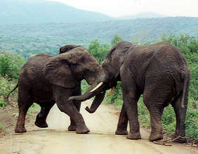 Majete Wildlife - Bull Elephants