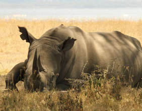 Majete Wildlife - Rhino Resting