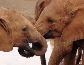 Majete Wildlife - Elephants