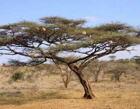 Majete Wildlife Reserve