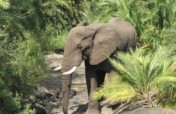 Protecting Elephants and Rhinos in Malawi
