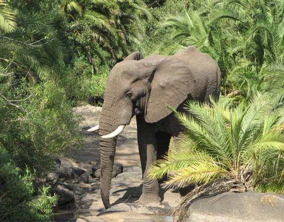 Protecting Elephants and Rhinos in Malawi