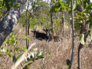 Two sables in the bush