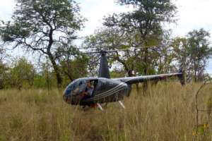Helicopters guide animals into holding pens