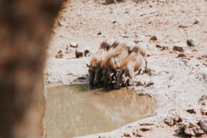 A family of warthogs drinks from a watering hole
