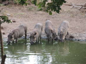 Warthogs at a watering hole