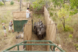 Zebras are corralled for transport
