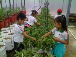 Learning life skills through growing peppers