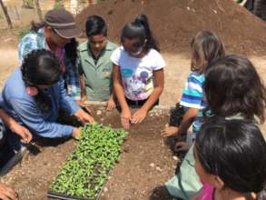 Transplant the seedlings to the seed beds.