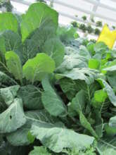 Cabbage family, fantastic growth but a bug host.