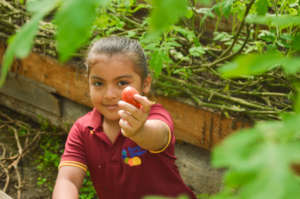 Organic Tomato Cultivation