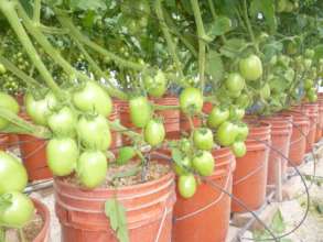 Bumper crop of tomatos on the way!