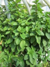 Mint was doing great, but became a white fly host.