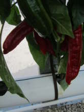 Hot peppers. Resistant to everything, a keeper.