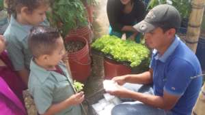 Children transplanted lettuces in the greenhouse.