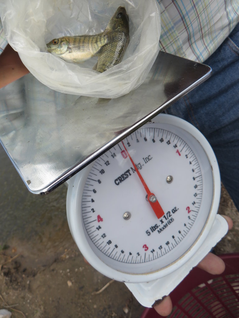 Aquaponics Solution to Climate Change