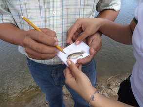 Checking Tilapia growth rate