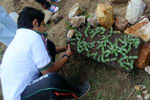 Vegetable seedlings