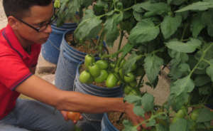 Mario picking ripe tomatos