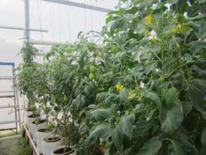 Tomatoes on the way.