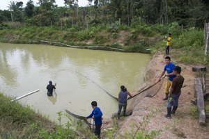 Harvesting Baby Fish For Aquaponics