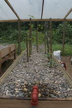 New Home for our Tomato Plants