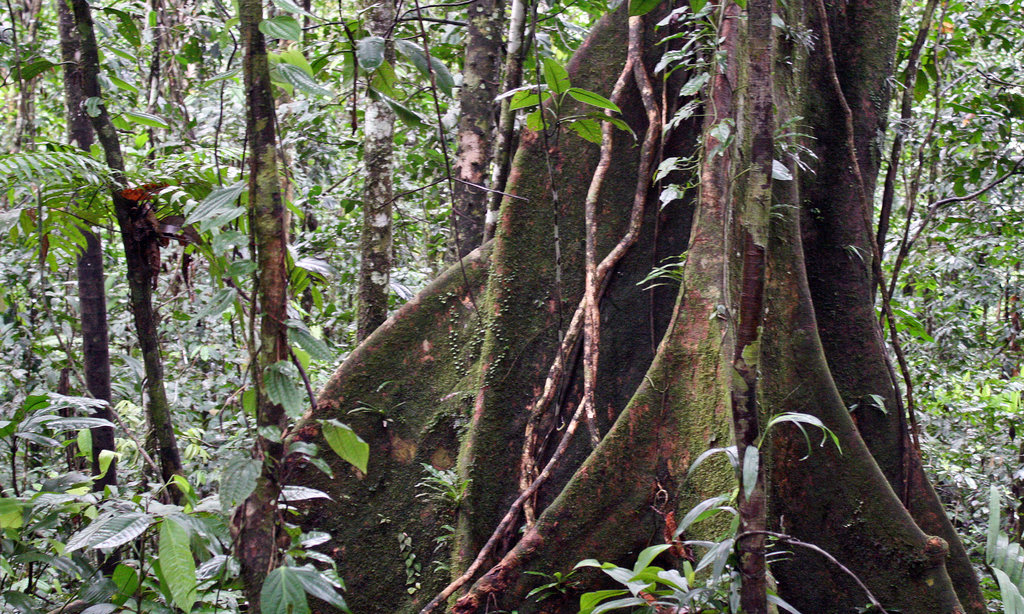 Build a Classroom, Save the Amazon