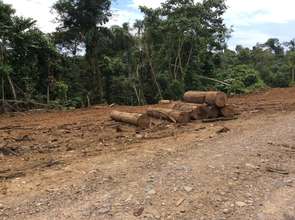 Amazon Rainforest Destruction