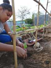 Planting Green Beans