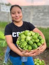Green tomato harvest