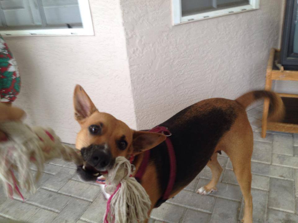 Help! Dog needs spaying & split dewclaw removal