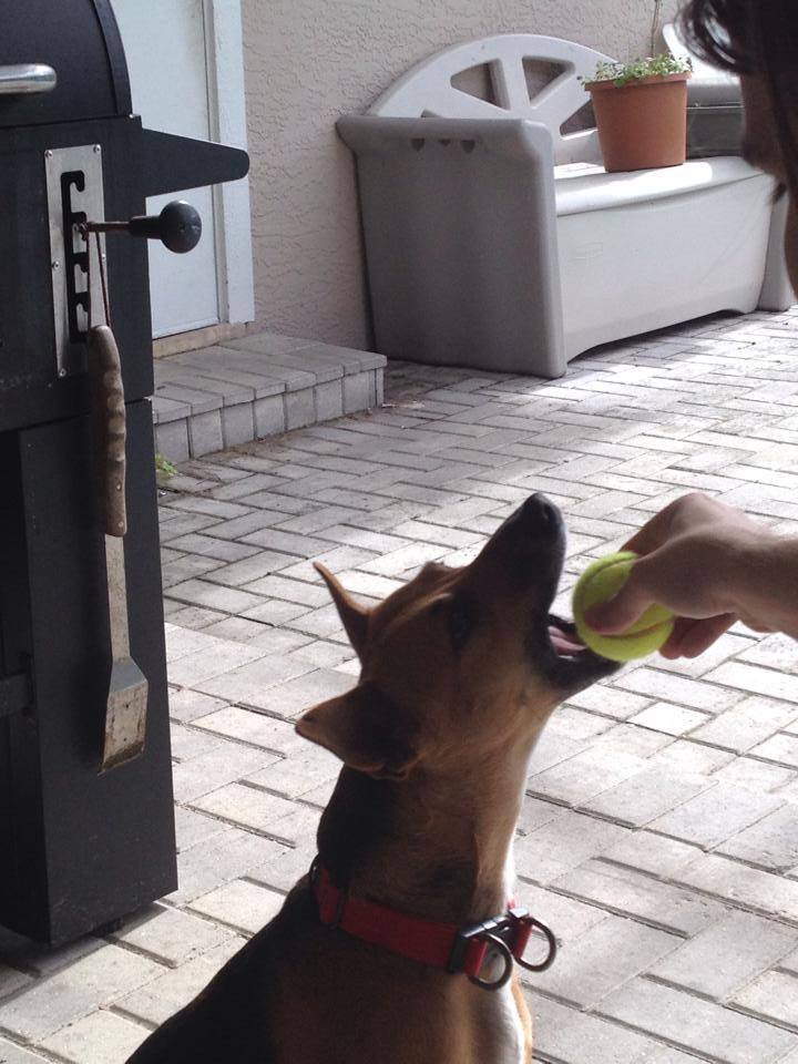 Help! Dog needs spaying & split dewclaw removal