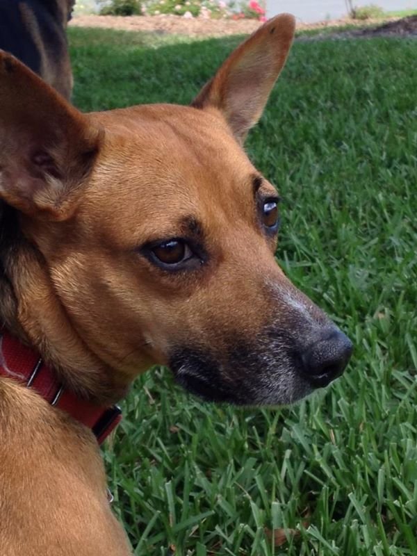 Help! Dog needs spaying & split dewclaw removal