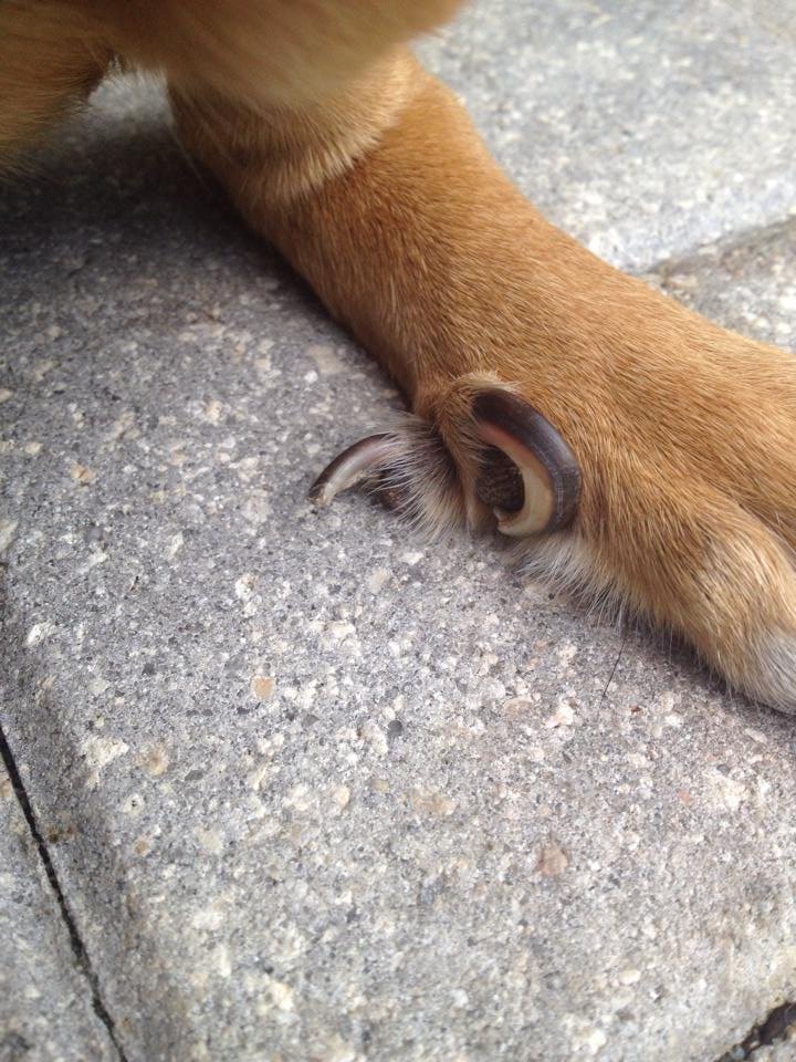 Help! Dog needs spaying & split dewclaw removal GlobalGiving
